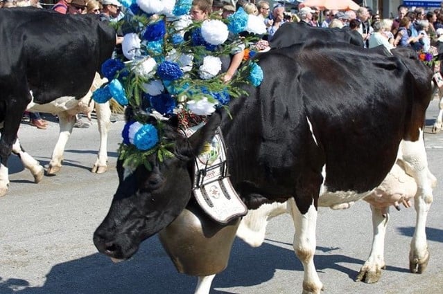cows