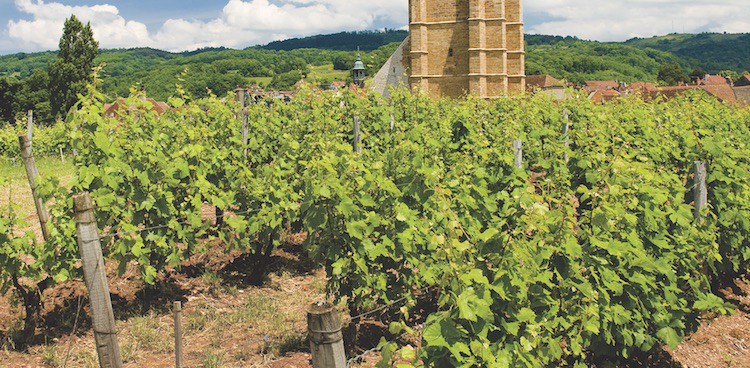 vineyard